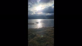 Labrador on the beach. Walking on the beach on Vancouver Island in December.