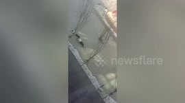 Pedestrians in northern China knocked to ground by powerful winds