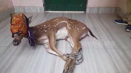 Deer strays near human habitations, rescued in eastern India