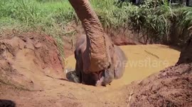 Rescuers use digger to save wild elephant stuck in Sri Lankan well