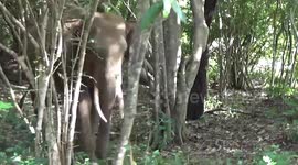 Majestic tusker tours across woods in Sri Lanka