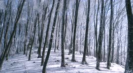 Greek forest transforms into winter wonderland after cold snap coats trees in ICE