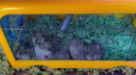 2 weeks old baby hamsters excitedly tasting water for the first time