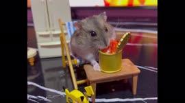 Adorable pampered hamster enjoys TV dinner treat