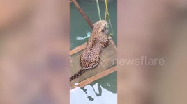 Rescuers haul wild leopard from deep well in central India