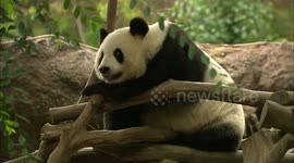 Amazing moment panda cub is born at San Diego Zoo
