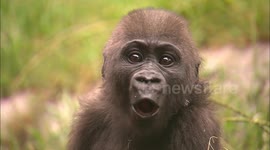 Fall in love with Frank the baby gorilla and watch him become strong and independent