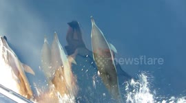 Dolphins of New Jersey-On an off shore fishing trip we came in contact with a large school of Dolphin!