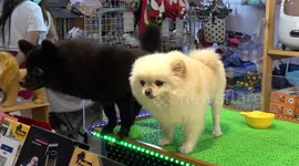 Adorable pet dogs enjoy the attention at exhibition in Thailand