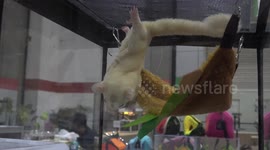 Exotic pets displayed at trade show in Thailand