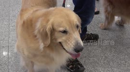 Animal lovers attend colourful pet expo in Bangkok, Thailand