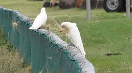 Little Corella feeding on the seeds of the Beach Spinifex Grass, Kirra Beach, Queensland, Australia.