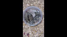 Baby hamsters go bonkers over treats