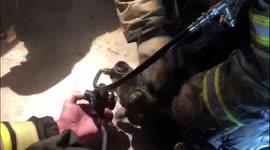 Rescuers made a successful resuscitation of the cat after the fire