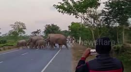 Locals scare herd of elephants crossing road in northeastern India