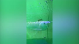Two crickets ride fish like jockeys having a horse race
