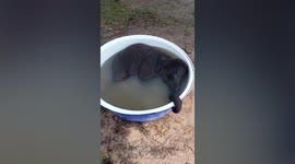 Cute baby elephant falls asleep during bath in Thailand