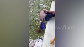 Stray puppy rescued from sewage drain by hero passer-by in Thailand
