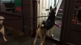 Little girl afraid to leave house because of big dogs