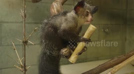 So ugly it's cute: Learn more about the bizarrely beautiful Aye Aye primate