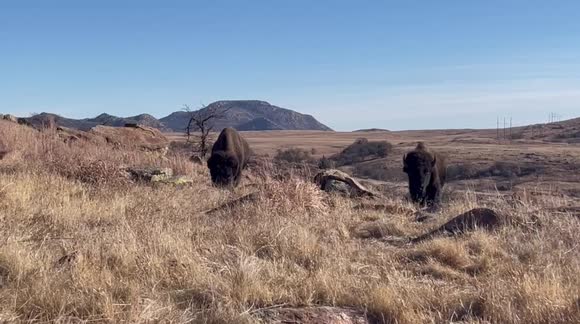 American buffalo grazing in Oklahoma mountains