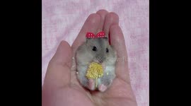 Adorable 3-week-old dwarf hamster enjoys millet treat for first time
