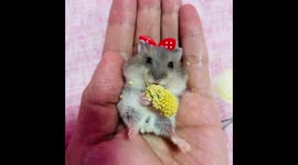 Adorable baby hamster enjoys millet treat for the 1st time