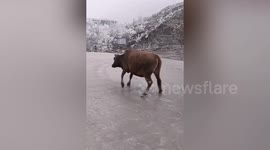 Cow skids of icy road in northern China during cold snap