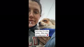 Tiny chihuahua gets cold so his walker carries him in her jacket