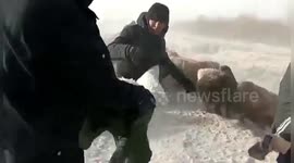 Chinese police search for 800 sheep for herdsmen during -30℃ snowstorm