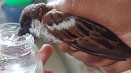 Indian family helps sparrow recover its strength after crow attack