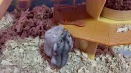 Adorable baby hamsters compete for chew toy… unexpected winner