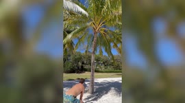 Coco-nutters! UK man has near miss after coconut thrown at palm tree bounces back into his face