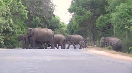 Vehicles halt as herd of elephants cross busy road in Sri Lanka