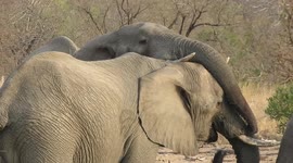 Don't mind me! Lazy elephant tries to siphon brother's water with sneaky trunk move at watering hole