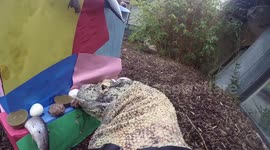 GoPro strapped to Komodo dragon gives rare POV of world's largest lizard