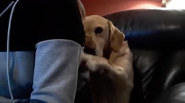 Needy dog needs his belly rub now please