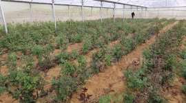 Palestinian farmers harvest flowers to sell in preparation for the New Year, in Khan Younis in the southern Gaza Strip