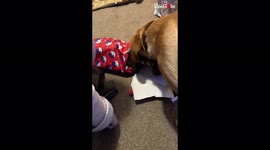 'Excited Red Fox Lab wants to be left alone with his Christmas present '