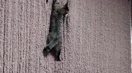 Owner gives in after cats transform curtains into climbing frame
