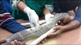 Indian team catches and treats huge king cobra with fractured ribs