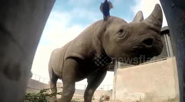 Eric the black rhino moves from San Diego zoo to Tanzania