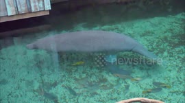 Incredible moment rare manatee gives birth to baby calf in zoo pool