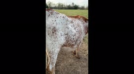 Longhorn calf baby trying to get it’s way out on Christmas Day