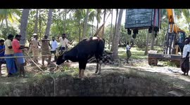 Rescuers haul wild bison from deep well in southern India
