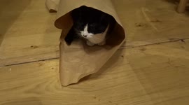 Church cat resting comfortably in a paper hole at christmassy St Philips Kensington