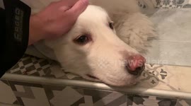 Shepherd dog scared by fireworks hides into shower