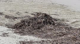 Lo que la borrasca BARRA dejo en las playas de Donosti.