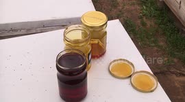A Beekeeper from Gaza Strip Feeds his Bees Natural Honey Mixed with Water in Winter to Scale-up Production.