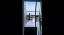 German Shepherd/Husky howls along with the Fire Trucks driving by